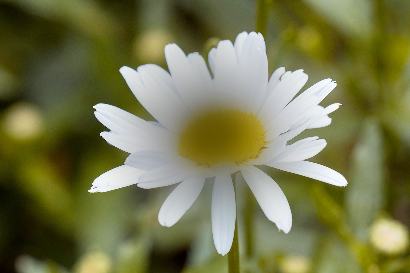 Visió d'una persona amb DMAE, que sol aparèixer a partir dels 60 anys